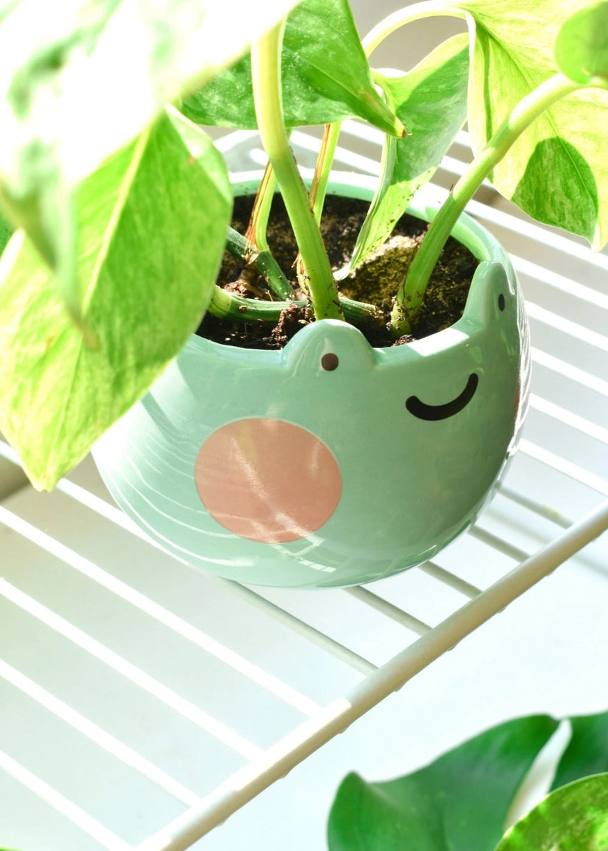 Ebbo Frog Planter