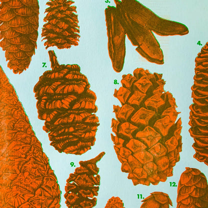 Pinecones Print