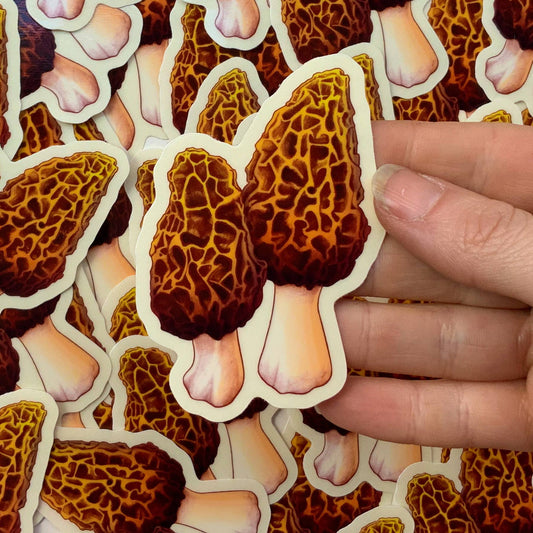 Morel Sticker